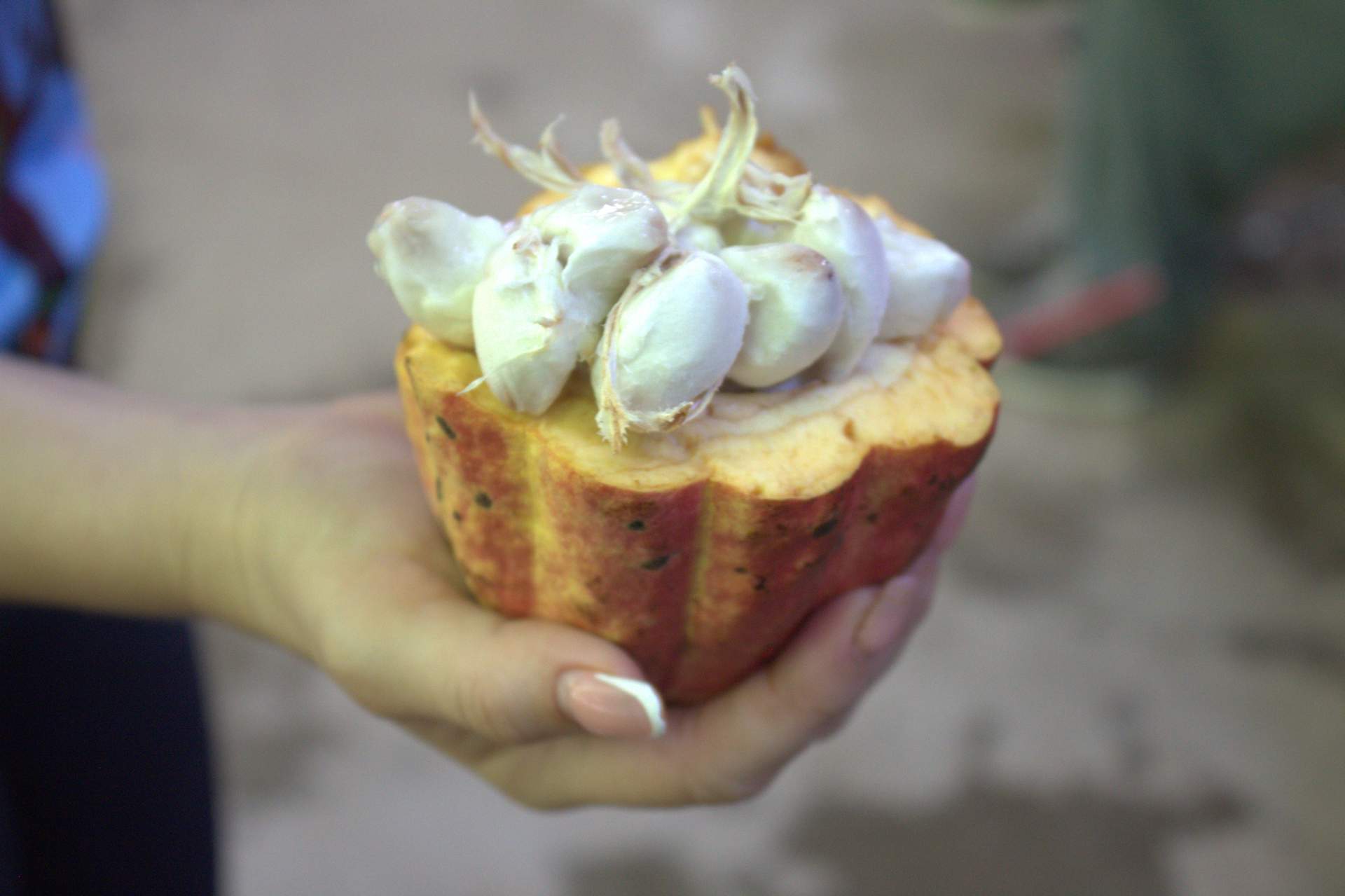 Herleef artisan chocolate preparation